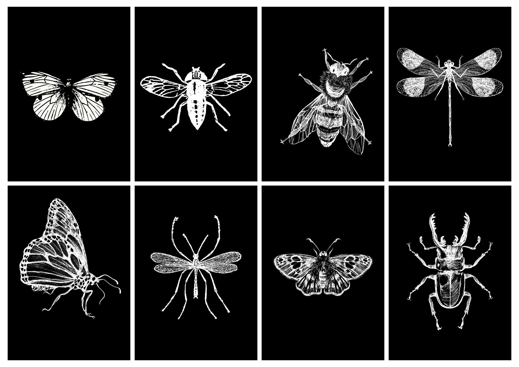 Insect Inquiry Inquiry & Research: Exploring Insects | WISELearn Resources