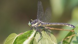 Plant and Animal Interdependence
