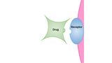 Drug and Receptor Binding Drug and Receptor Binding